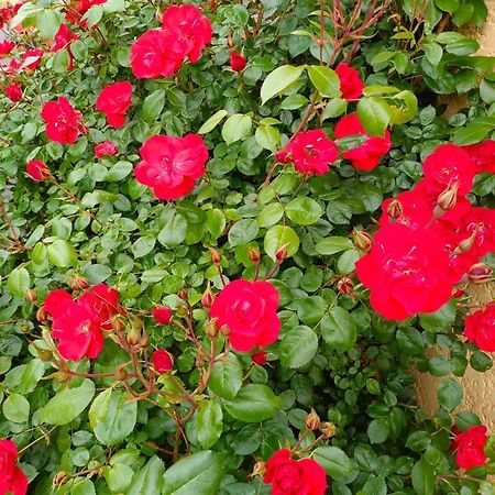 La Maison Des Roses Chadrac Zewnętrze zdjęcie