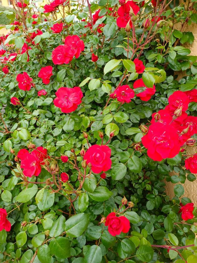 La Maison Des Roses Chadrac Zewnętrze zdjęcie